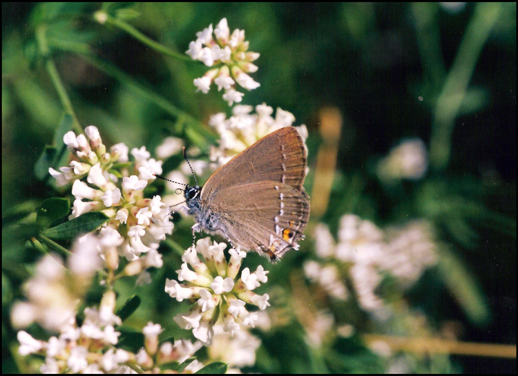 licenide da ident 2